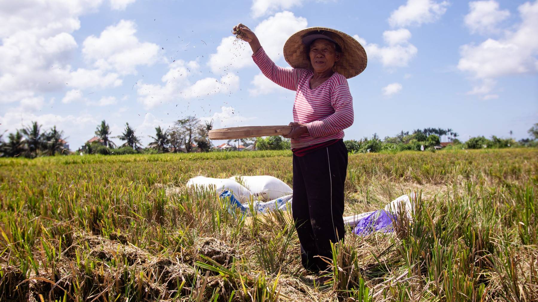 A farmer winnowing rice in a harvested field