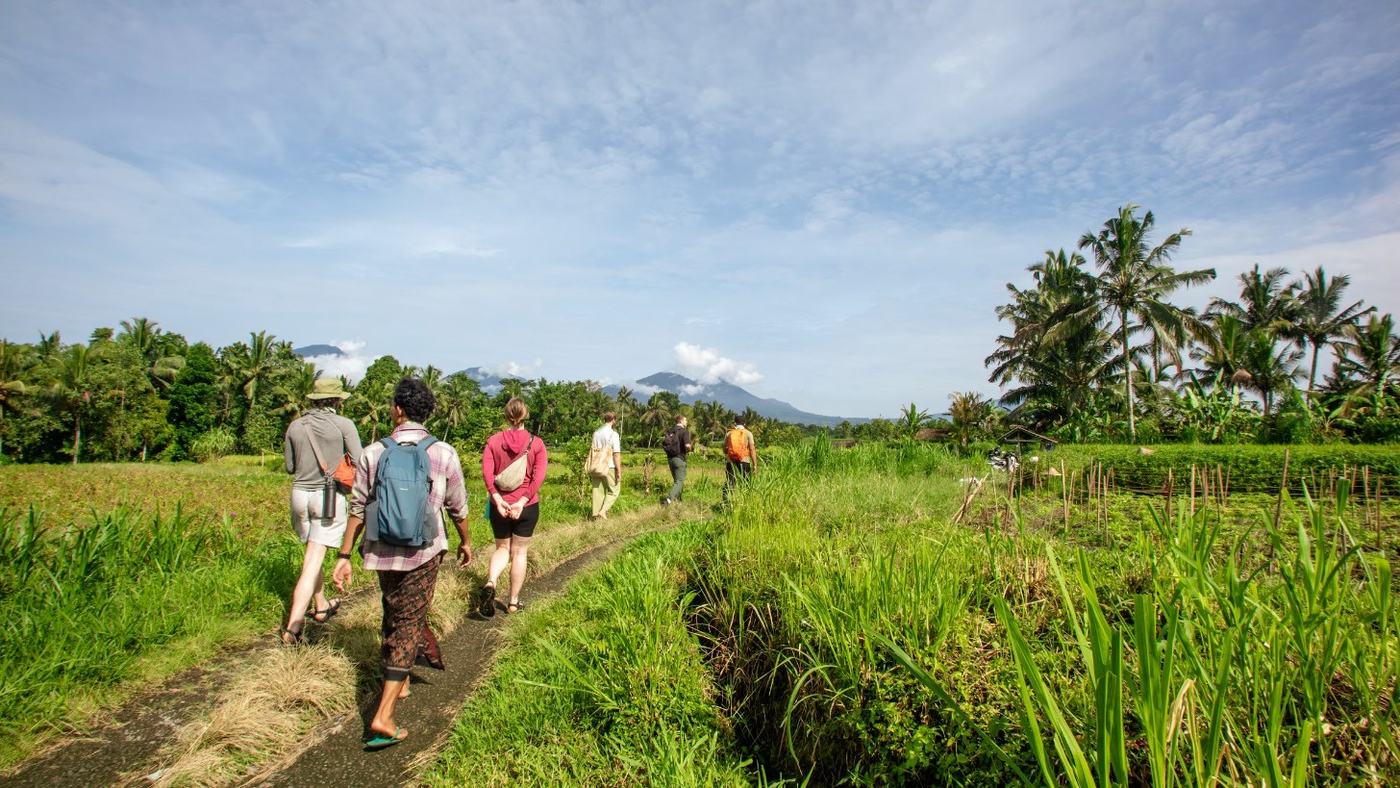 Pilgrims walking a path between rice fields with a volcano behind